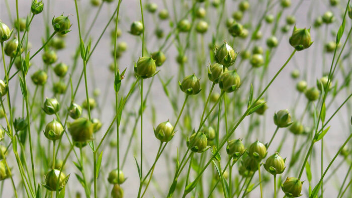 linplanter, blomst