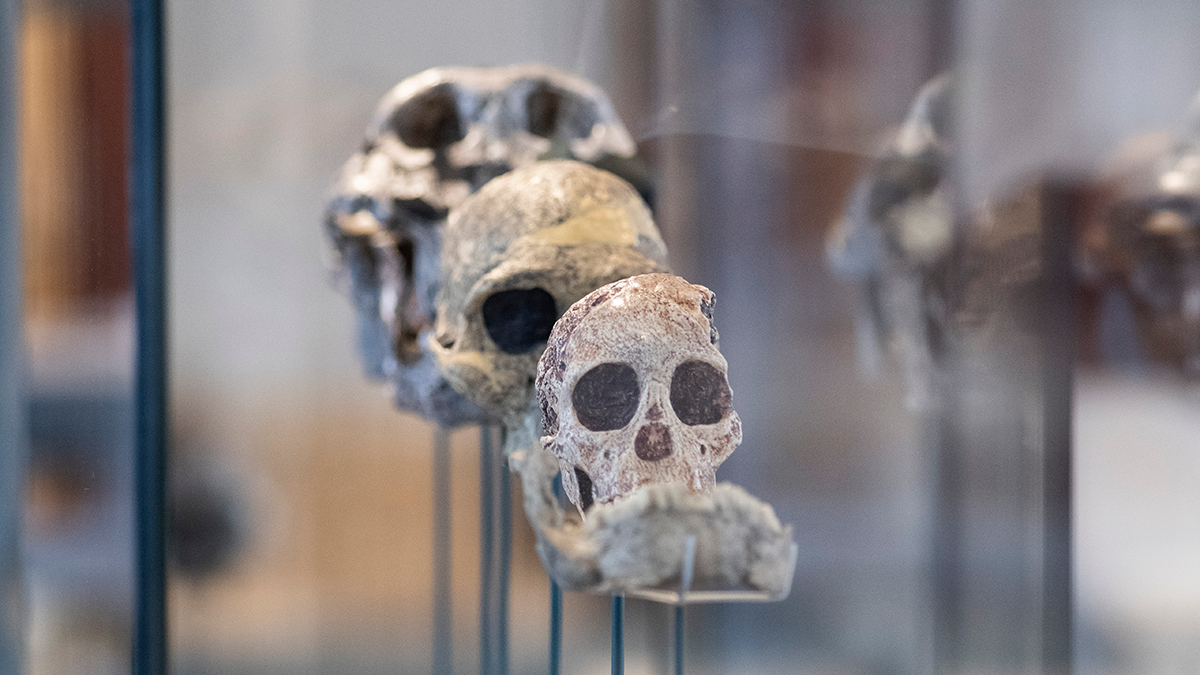 hodeskaller med tidligere menneskeslektninger i museumsmonter
