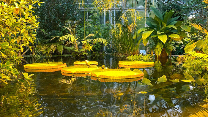 Store vannliljer i tropisk regnskog