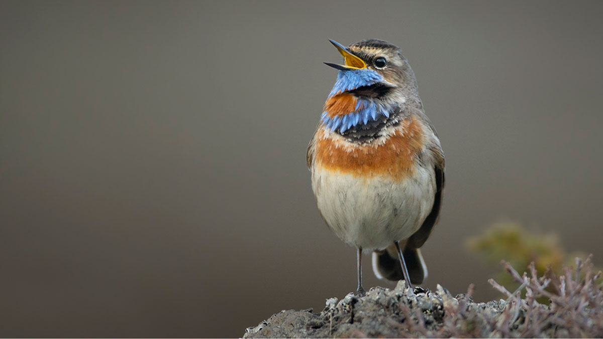 fugl med blått og oransje bryst sitter på stein dekket med lav