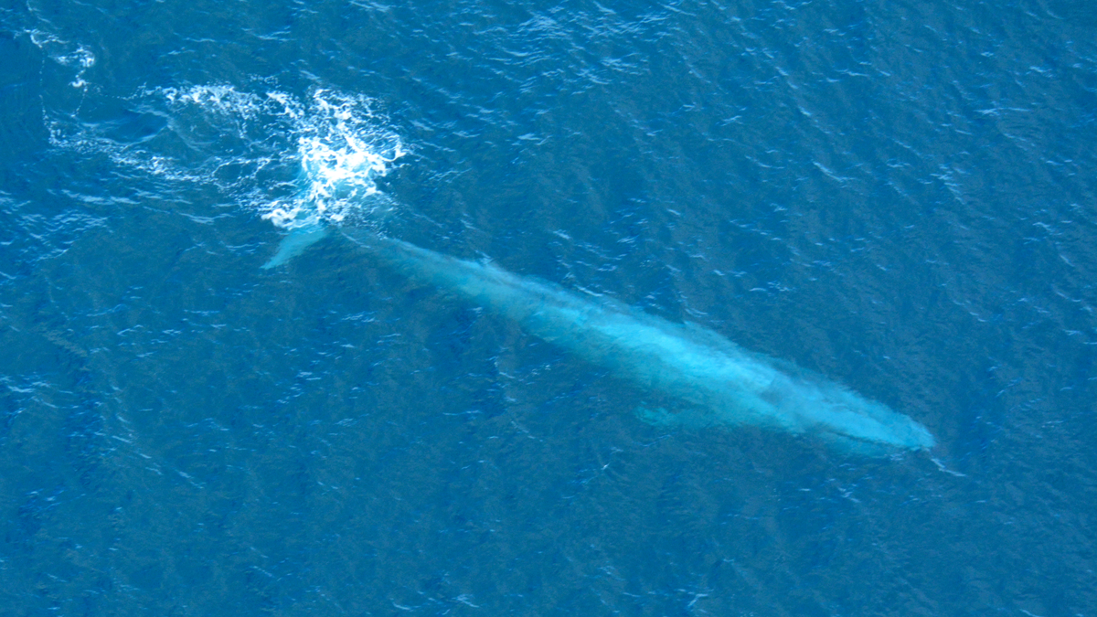 Blåhvalen - verdens største dyr