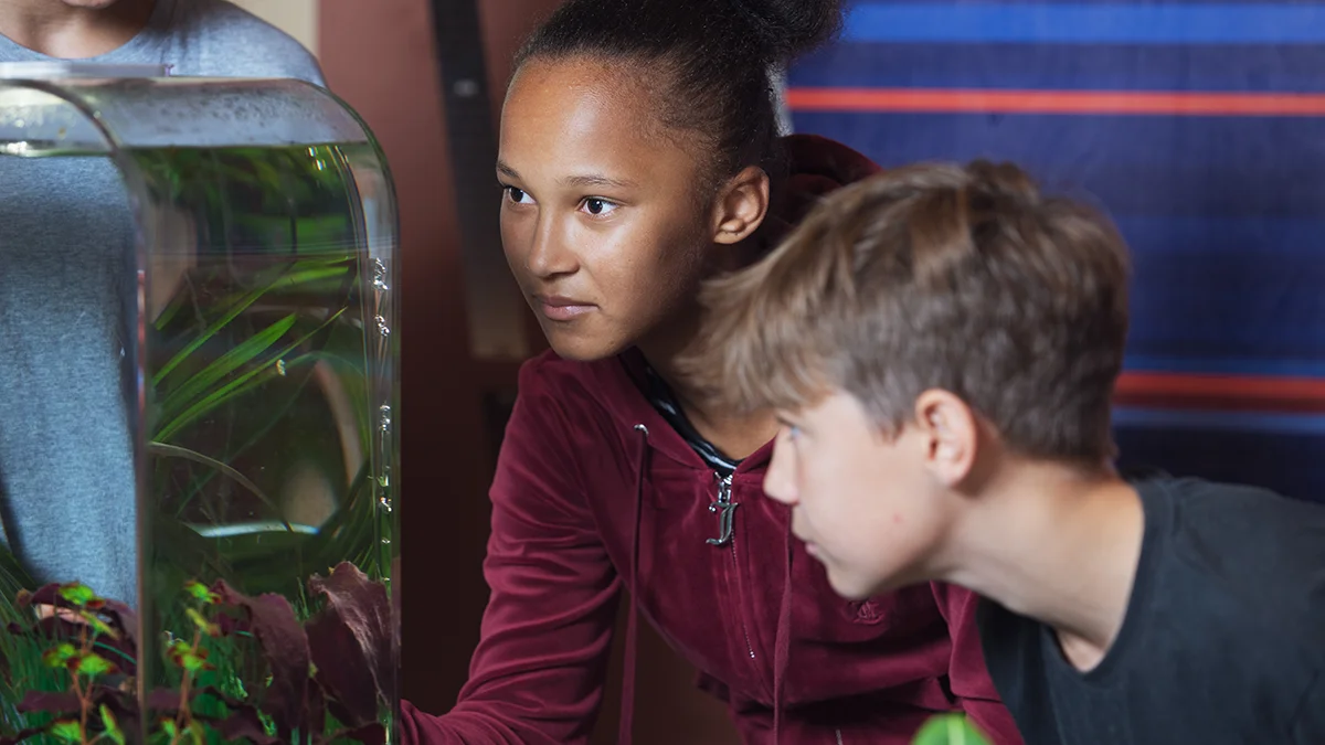 To elever ser på et akvarium.