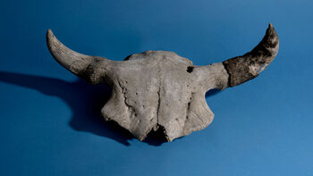 This skullcap from an American bison shows a partially healed bullet hole from a large calibre buffalo rifle. At the end of the 19th century, the species was at the brink of extinction. Skeletal remains like this filled the Great Plains. Contrary to the two other bison species hunted to extinction in prehistoric times, this species is still around, thanks to tenacious efforts to save it.
