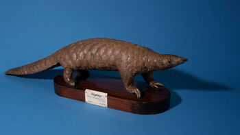 Some animal groups are threatened for the most absurd reasons, like the pangolins. The skin is used in traditional Eastern medicine in the belief that the shield-shaped scales protects the kidneys. This is obviously balderdash, but a common enough belief that the whole family may face extinction.