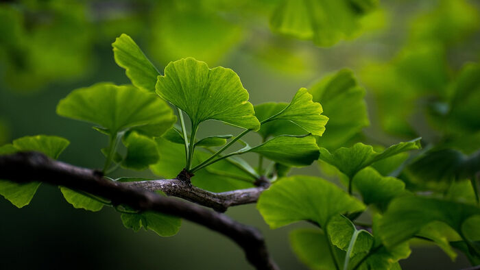 picture of ginkgo tree