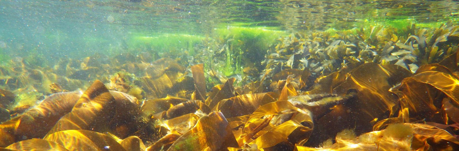 Kelp forest under water