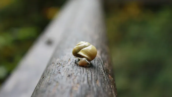 snail on wooden log crawling towards camera with vegetation in the background