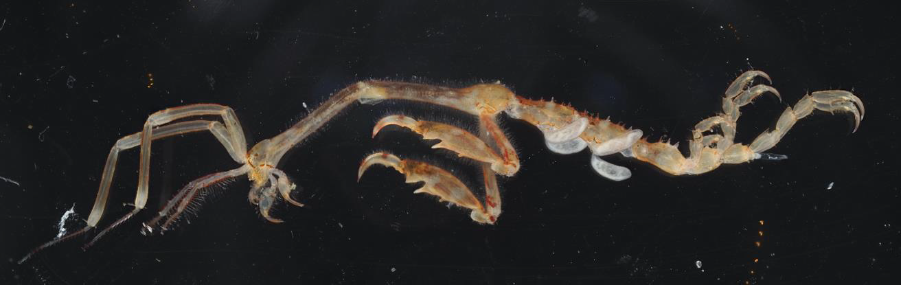 The picture shows a skeleton shrimp Caprella mutica.