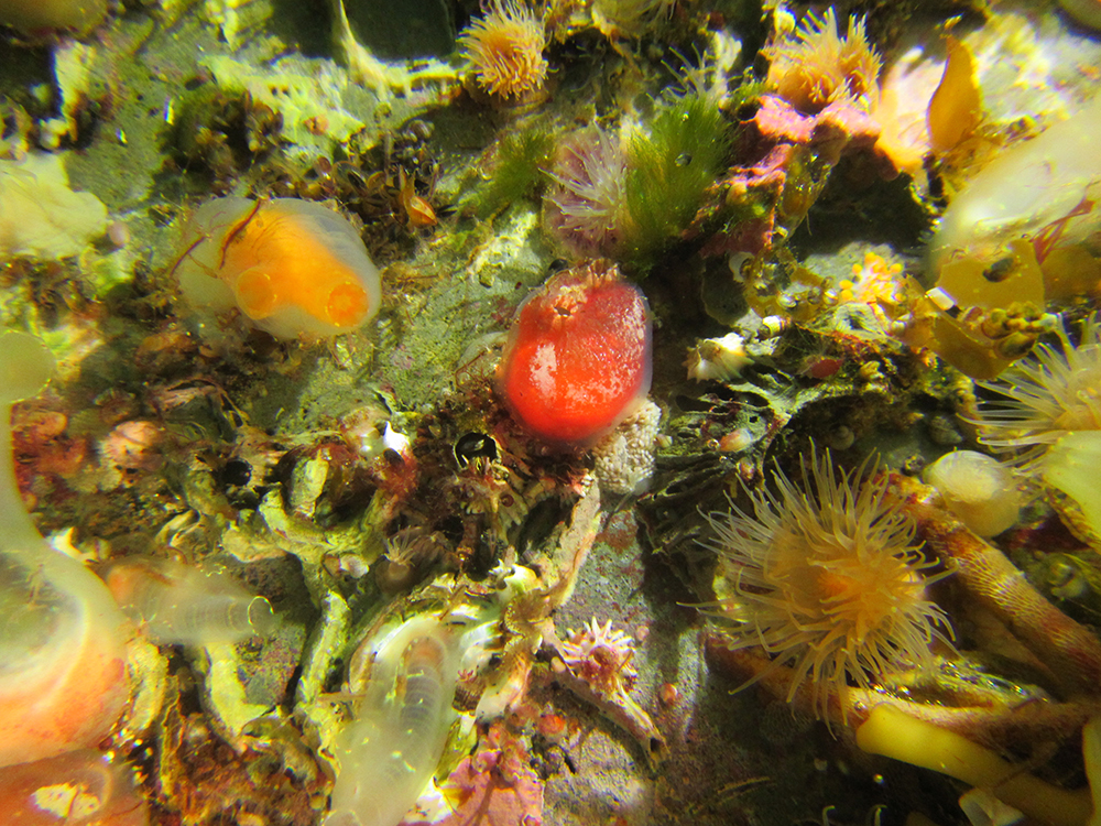 The image contains three different tunicate species.