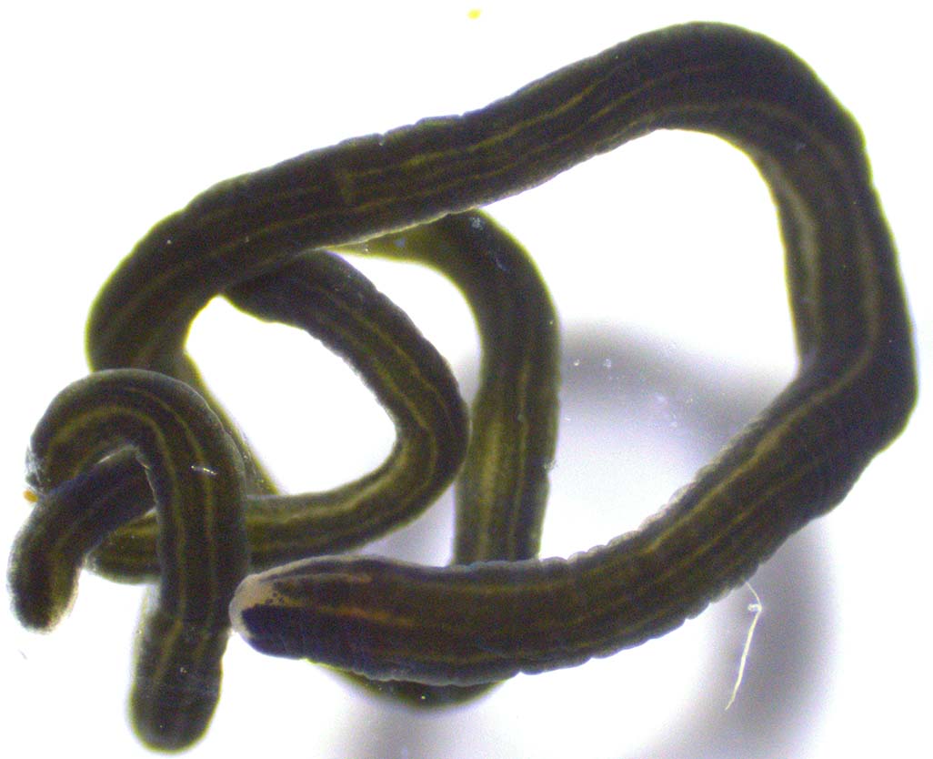 The image shows the nemertean Lineus longissimus, a black worm with lighter stripes. 