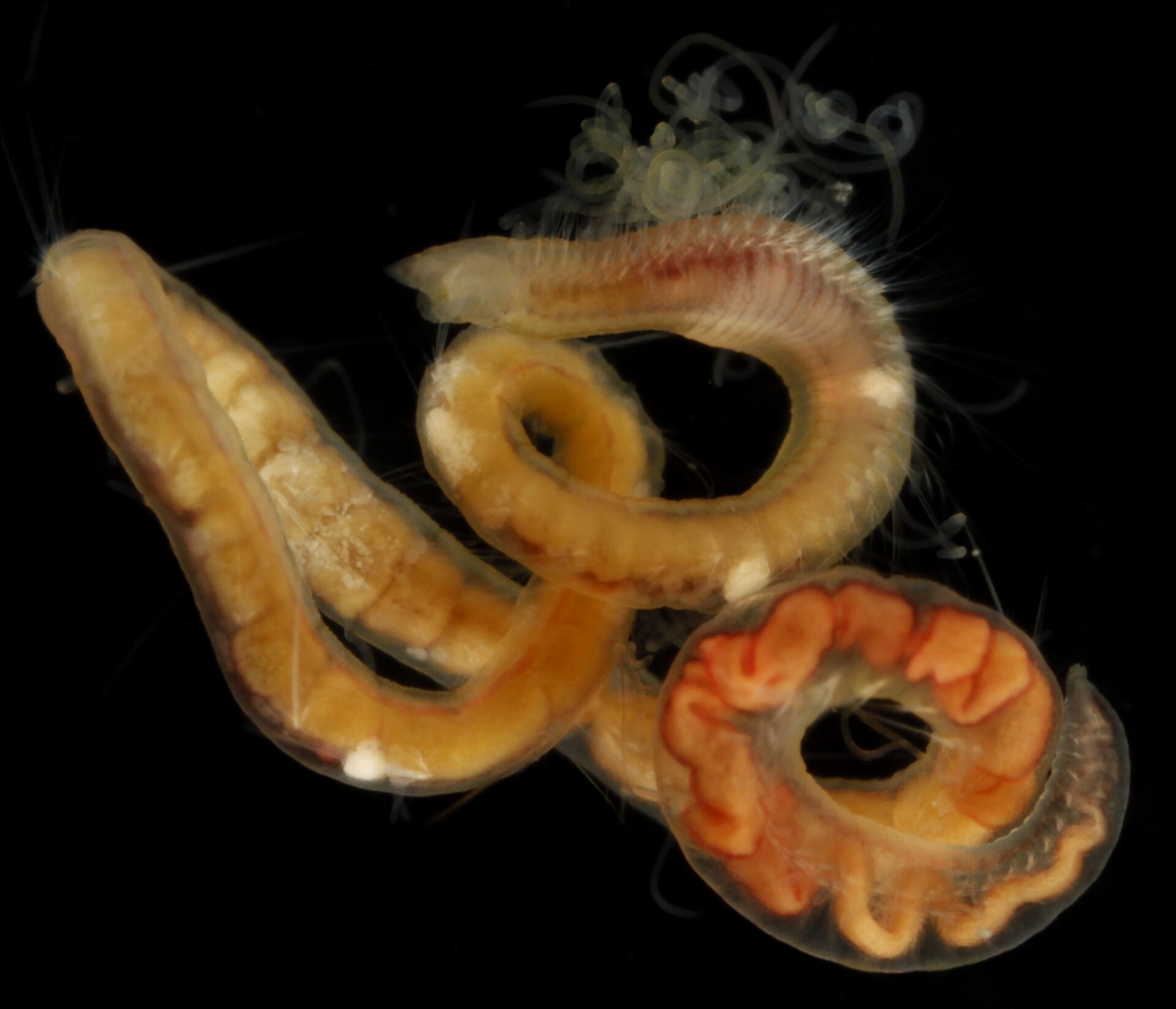Another picture of a cirratulid worm. 