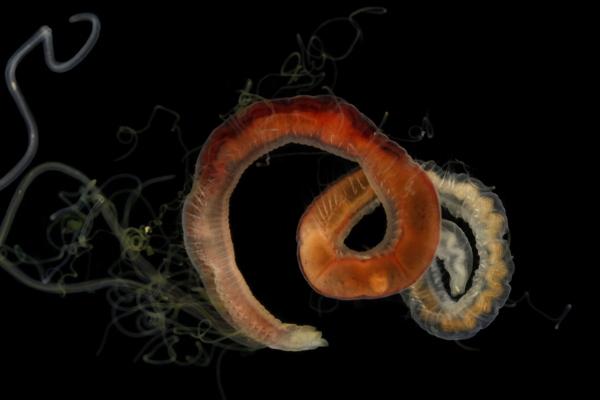 Picture of a marine worm in front of black background.