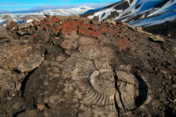 Fossils can often be found exposed in the field, like in this photo from Svalbard. This is the imprint of the shell of an ammonite, a type of squid, roughly 150 million years old.