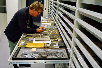 An important task for a museum paleontologist is keeping the collections in order and lending out material to other researchers nationally and internationally.