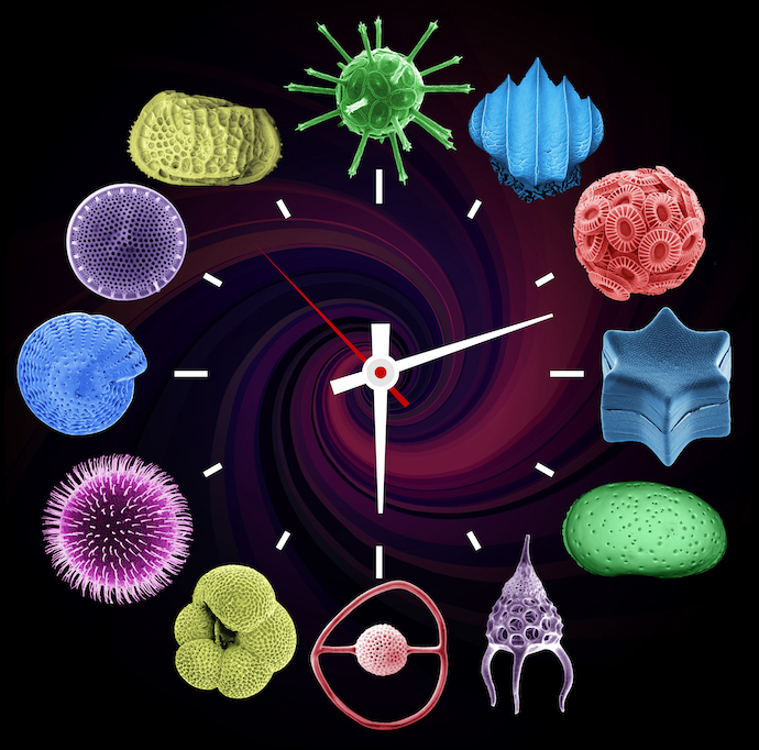 Illustration: graphic illustration containing clock surrounded by pictograms of organisms