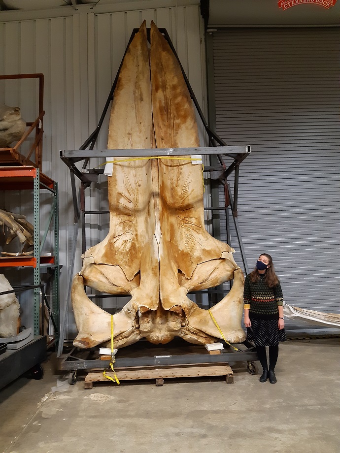 Blue whale skull in the collections at the Smithsonian.