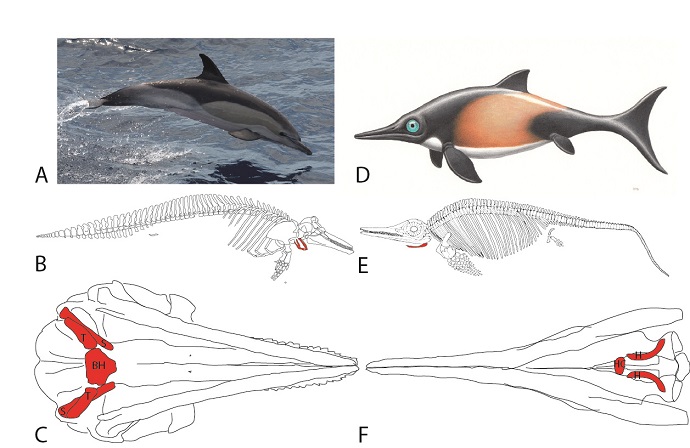 Comparison of extant toothed whales and extinct ichthyosaurs