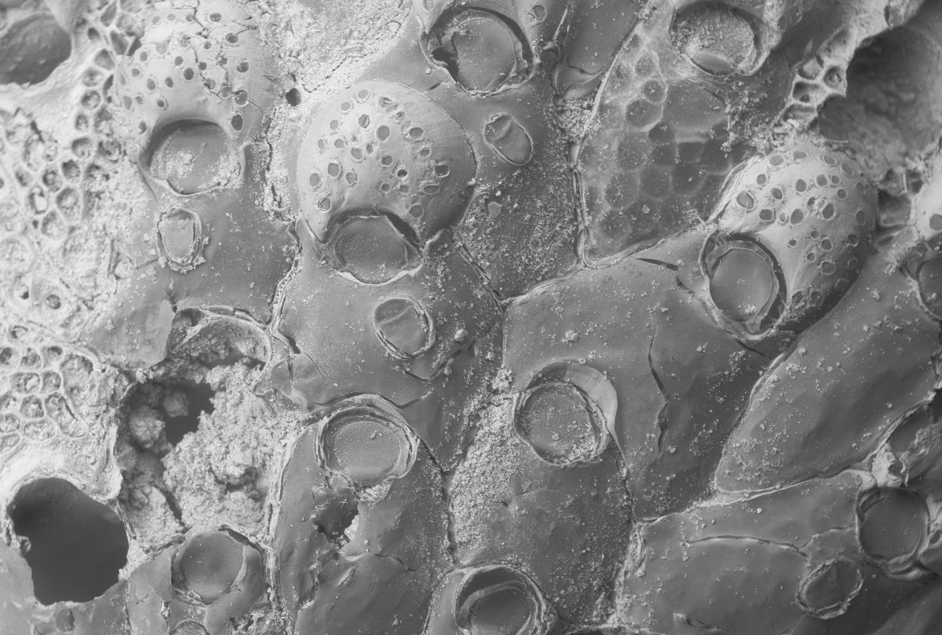 Photo of Hippoporina reticulatopunctata showing zooids with a shallow and broad sinus