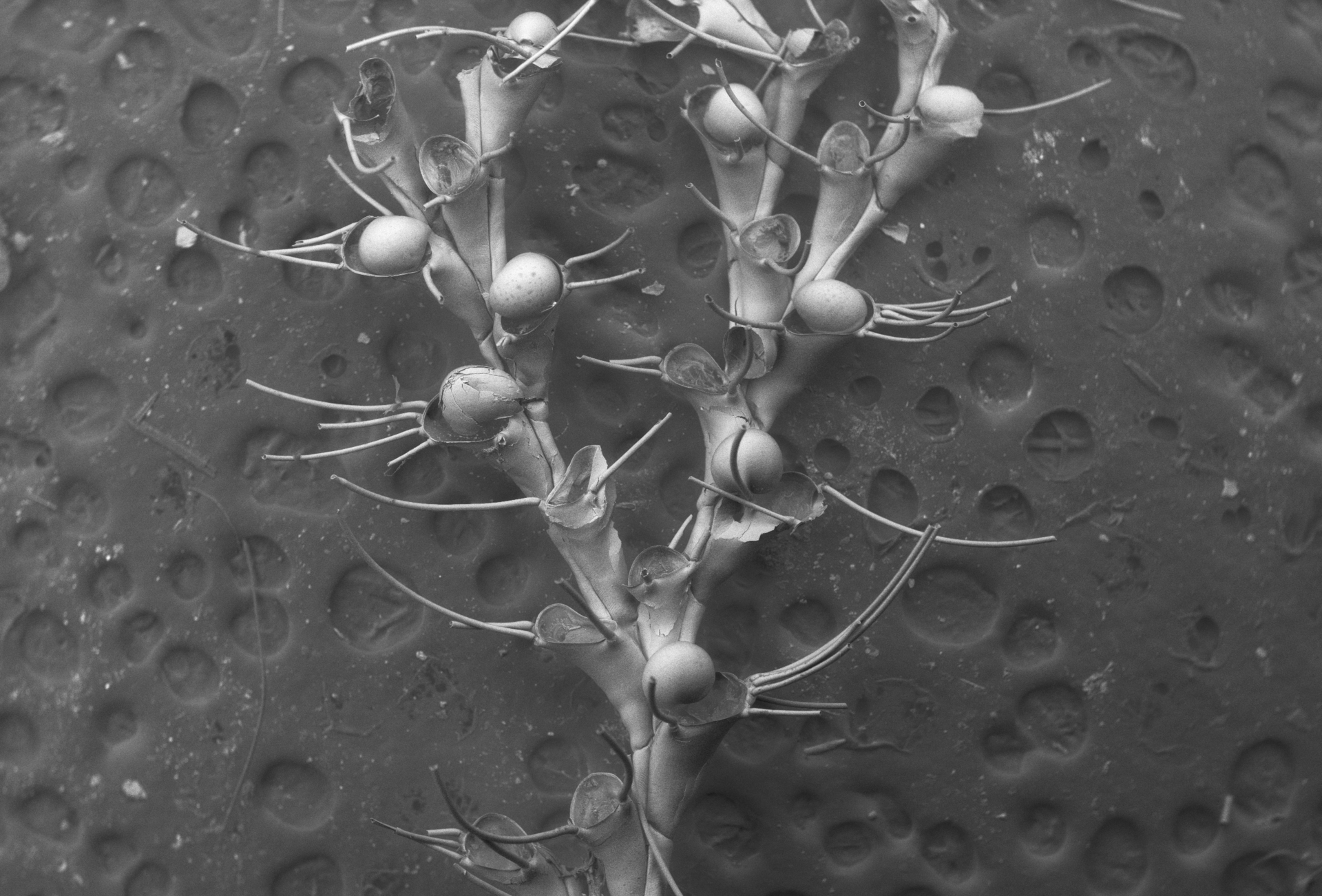 The bryozoan Bicellariella ciliata