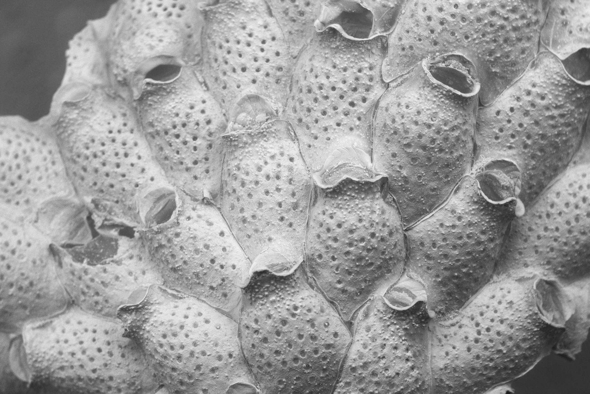 Bilde av Cheilopora sincera som viser hvordan porene er fordelt jevnt over på overflaten til zooidene