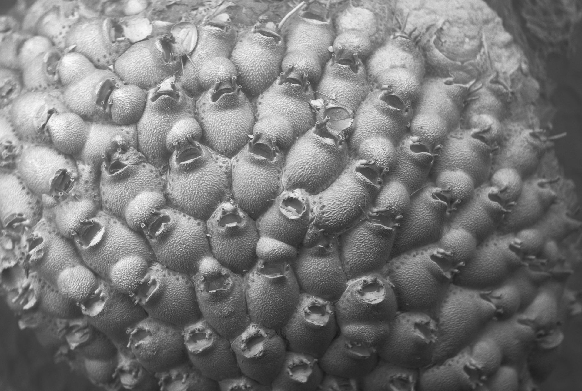 Bilde av kolonien til mosdyret Escharella klugei