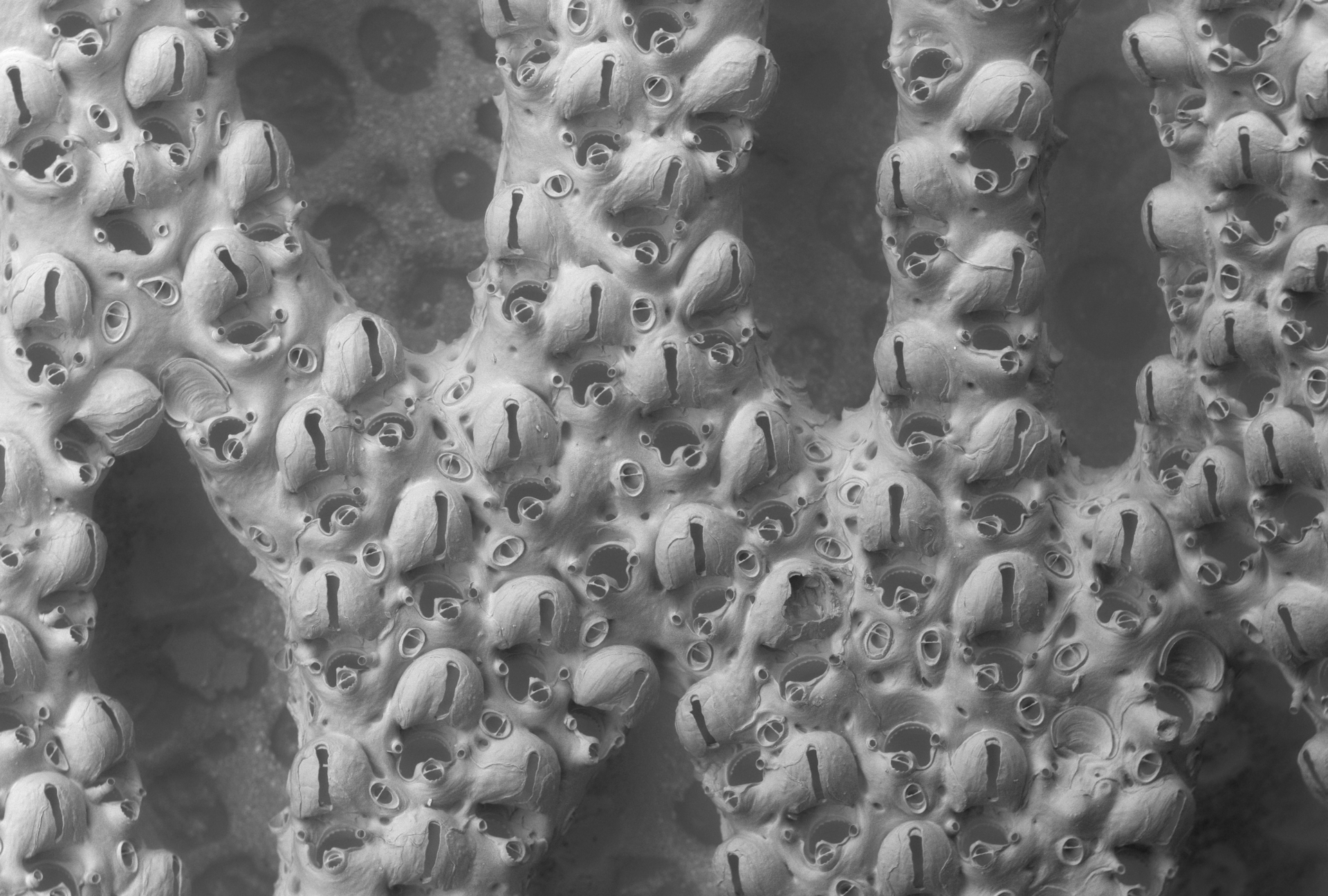 Photo of a Reteporella beaniana colony with many ovicells