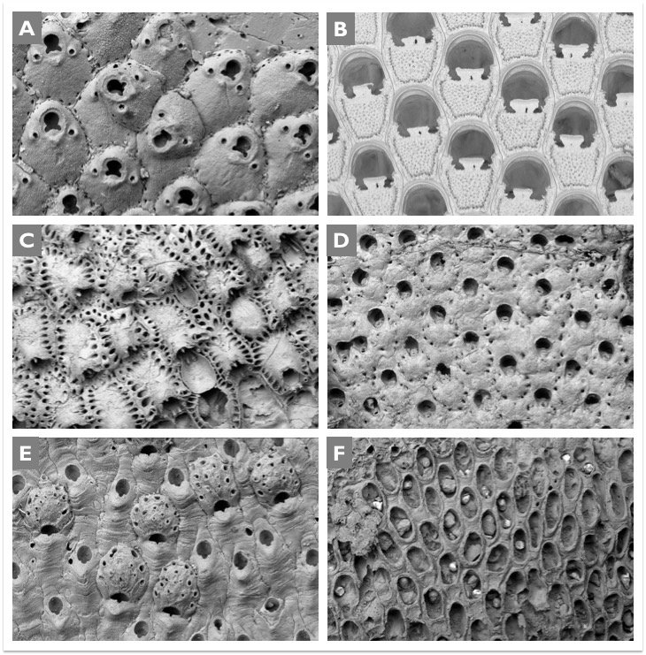 scanning electron microscope images of bryozoans