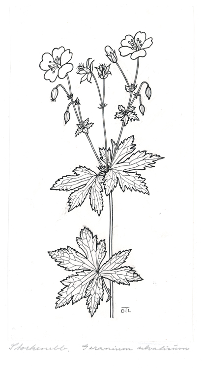 Germanium sylvaticum