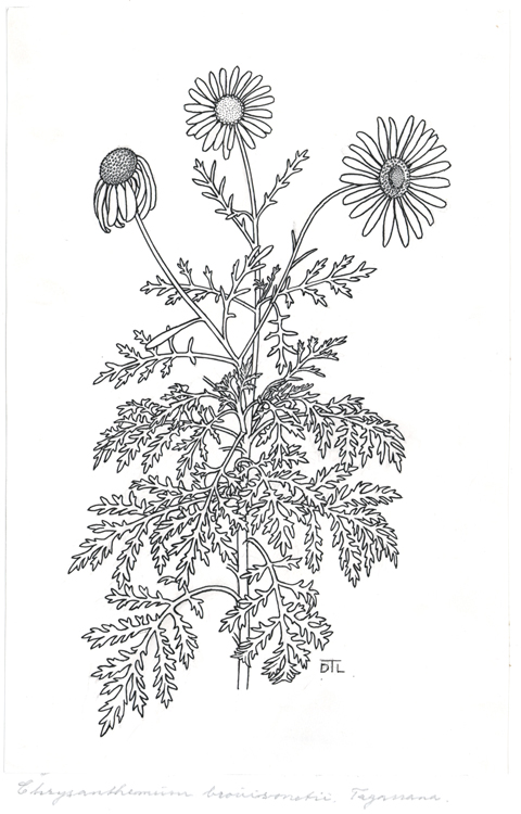 Argyranthemum brussoneii