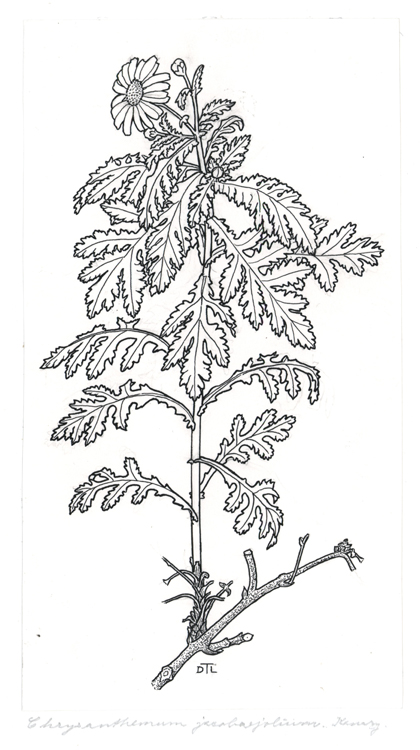 Argyranthemum adauctum spp. jacobaeifolium