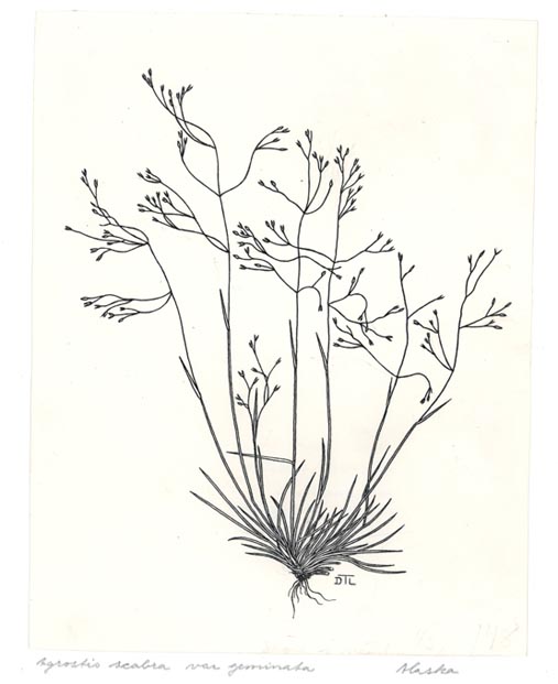 Agrostis scabra var. geminata