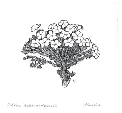 Phlox sibirica spp. richardosonii