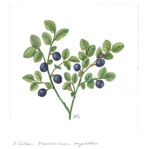 Vaccinium myrtillus