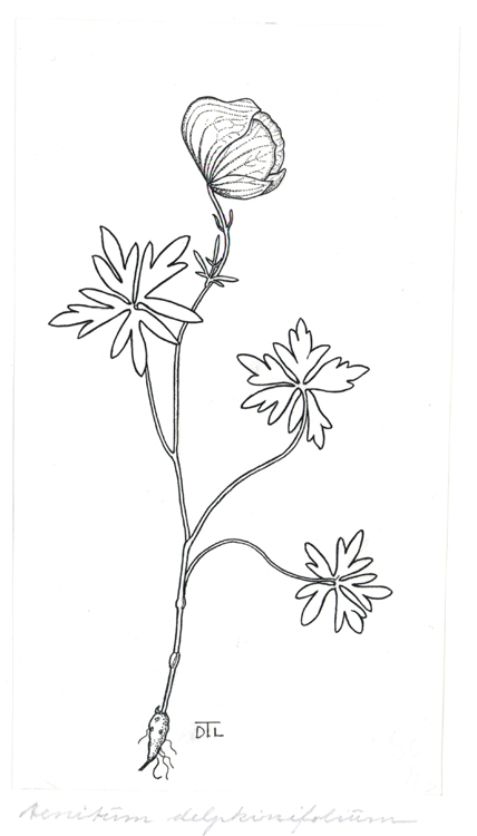 Aconitum delphinifolium