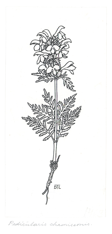 Pedicularis chamissonis