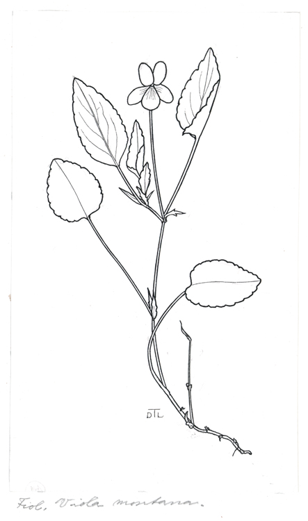 Viola montana