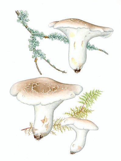 Albatrellus ovinus (© Hedvig Wright Østern 2002)