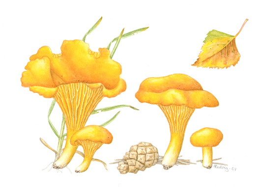 Cantharellus cibarius (© Hedvig Wright Østern 2002)