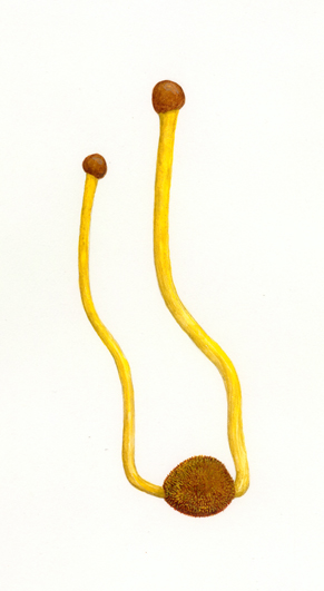 Cordyceps capitata på Elaphomyces (© Hermod Karlsen 2002)