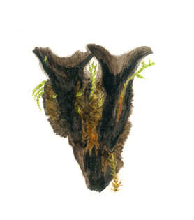 Phellodon niger (© Hermod Karlsen 2003)
