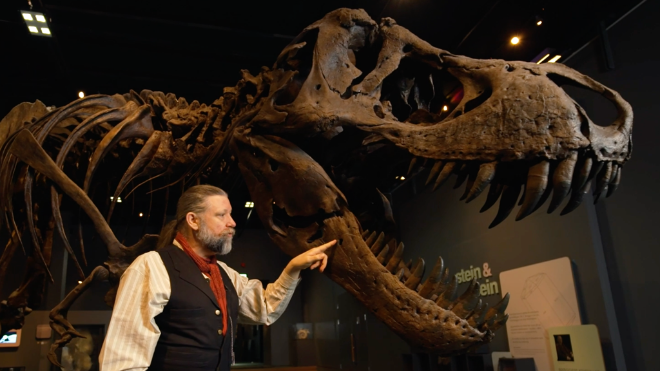 Petter Bøckman viser fram Tyrranosaurusen Stan
