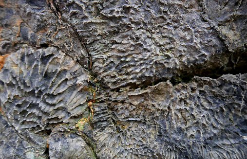 Fossil av røyrkorallar og kjedekorallar frå perioden Silur. Foto: Hans Arne Nakrem, NHM