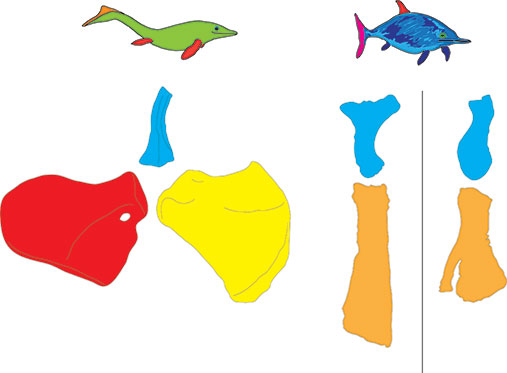 Tegninger av hoftenes evolusjon 