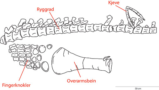 Tegning av skjelettet til svaneøgla: ryggrad, kjeve, fingerknokler og overarmsbein.