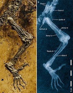 Røntgenbilde av Idas hofteparti og bakføtter
