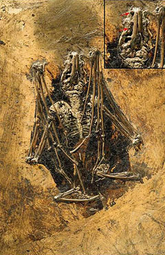 Fossil av flaggermus fra Messel