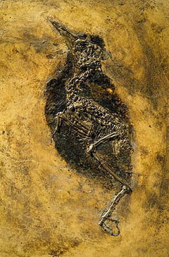 Fossil av fugl fra Messel