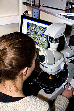 Undersøkelse i mikroskop