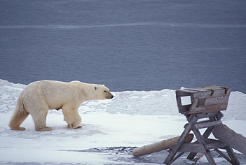 Selvskudd for isbjørn