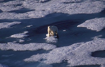 Isbjørn på isflak